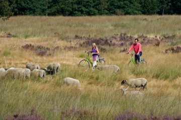 Fietsparadijs-Wijers-10