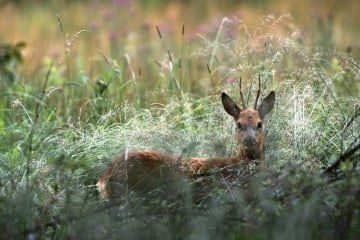 hotel_stiemerheide_natuur_EC_Z3