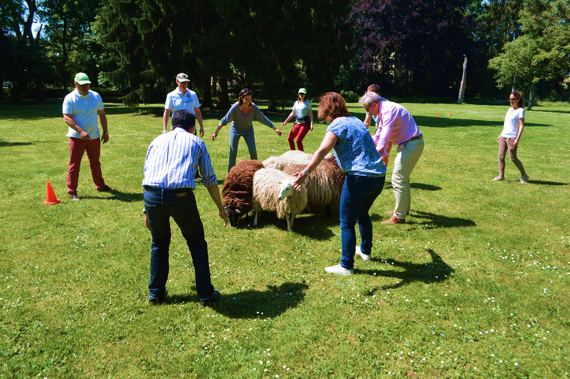 stiemerheide_incentives_schapen-drijven-2