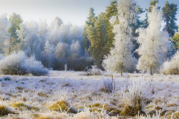 hoarfrost-4675478-opti