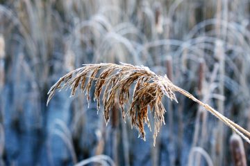 reed-4690376-opti